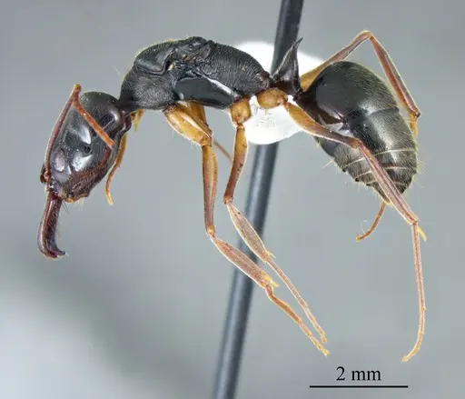 Odontomachus bauri specimen ANTWEB1041396 image antweb1041396_2