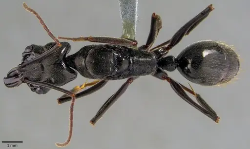 Odontomachus bauri specimen ANTWEB1041827 image antweb1041827_1