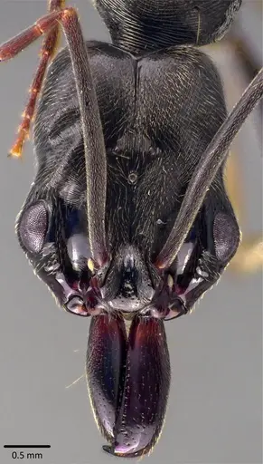 Odontomachus bauri specimen ANTWEB1041827 image antweb1041827_2