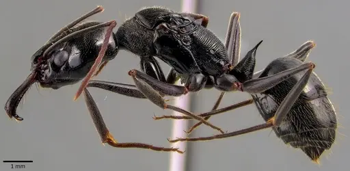 Odontomachus bauri specimen ANTWEB1041827 image antweb1041827_3