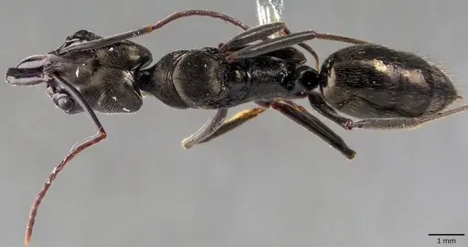 Odontomachus bauri specimen ANTWEB1041846 image antweb1041846_1