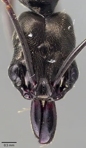Odontomachus bauri specimen ANTWEB1041846 image antweb1041846_2