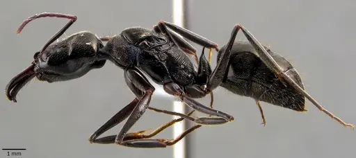 Odontomachus bauri specimen ANTWEB1041846 image antweb1041846_3