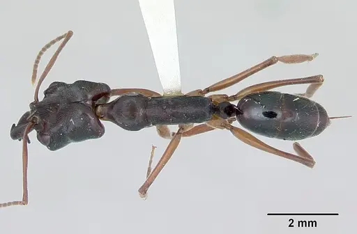 Odontomachus bauri specimen CASENT0172629 image casent0172629_1