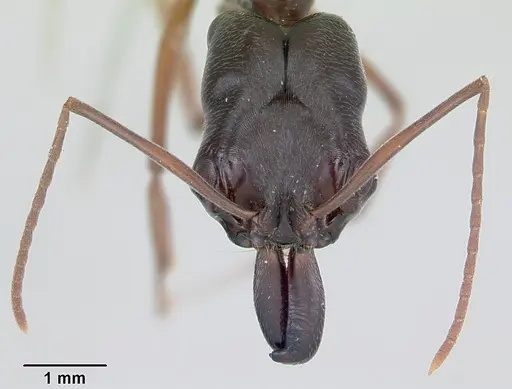 Odontomachus bauri specimen CASENT0172629 image casent0172629_2