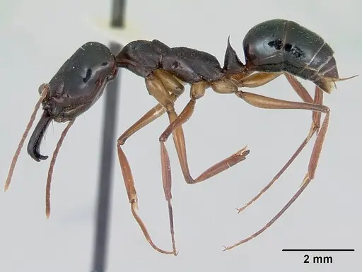 Odontomachus bauri specimen CASENT0172629 image casent0172629_3