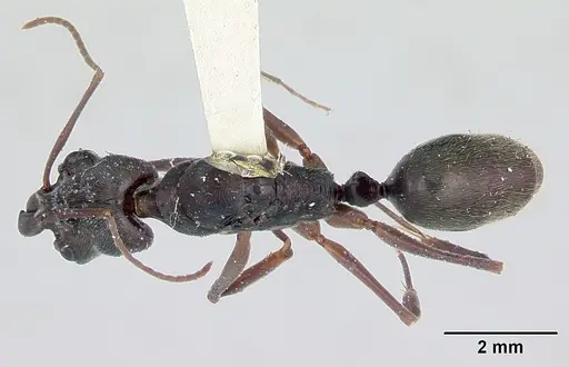 Odontomachus bauri specimen CASENT0172630 image casent0172630_1