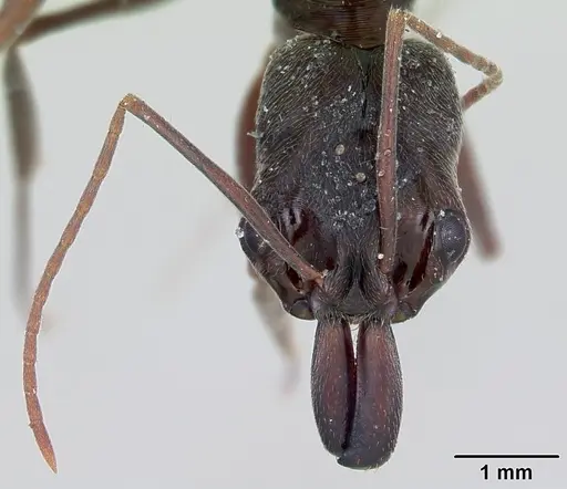 Odontomachus bauri specimen CASENT0172630 image casent0172630_2
