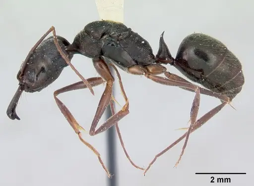 Odontomachus bauri specimen CASENT0172630 image casent0172630_3