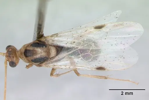 Odontomachus bauri specimen CASENT0173303 image casent0173303_1