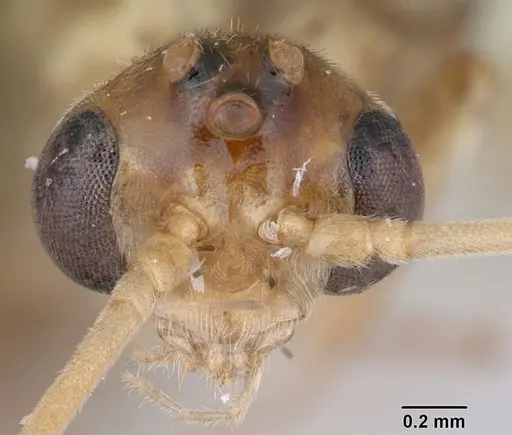 Odontomachus bauri specimen CASENT0173303 image casent0173303_2