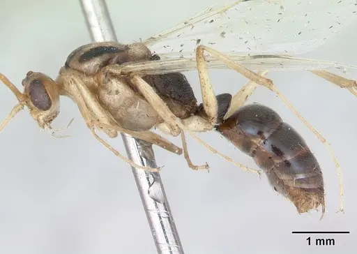 Odontomachus bauri specimen CASENT0173303 image casent0173303_3