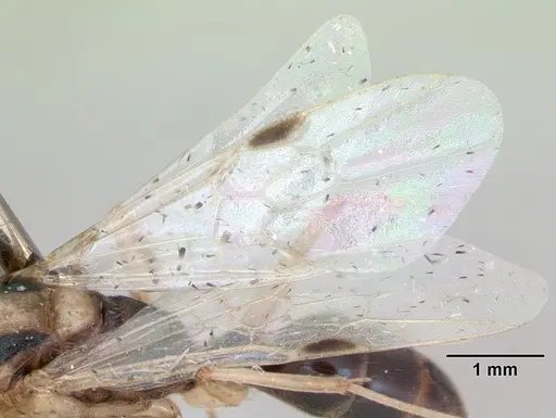 Odontomachus bauri specimen CASENT0173303 image casent0173303_4