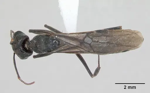 Odontomachus bauri specimen CASENT0173304 image casent0173304_1
