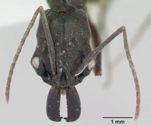 Odontomachus bauri specimen CASENT0173304 image casent0173304_2