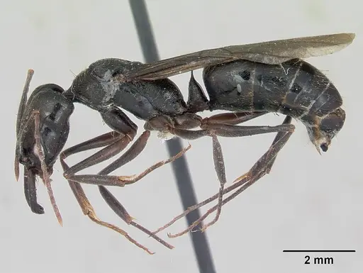 Odontomachus bauri specimen CASENT0173304 image casent0173304_3