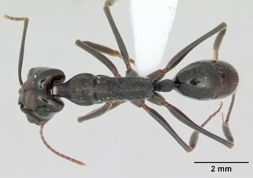 Odontomachus bauri specimen CASENT0173305 image casent0173305_1