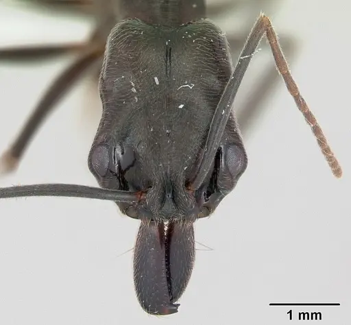 Odontomachus bauri specimen CASENT0173305 image casent0173305_2