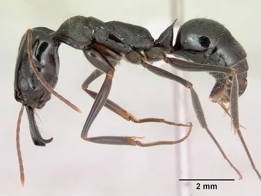 Odontomachus bauri specimen CASENT0173305 image casent0173305_3
