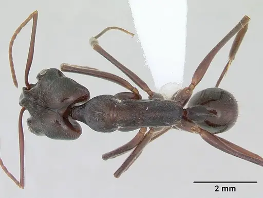 Odontomachus bauri specimen CASENT0173535 image casent0173535_1