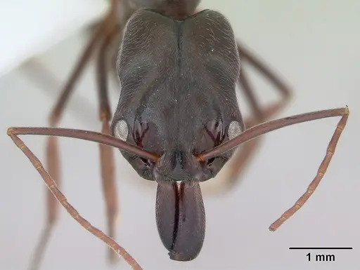 Odontomachus bauri specimen CASENT0173535 image casent0173535_2
