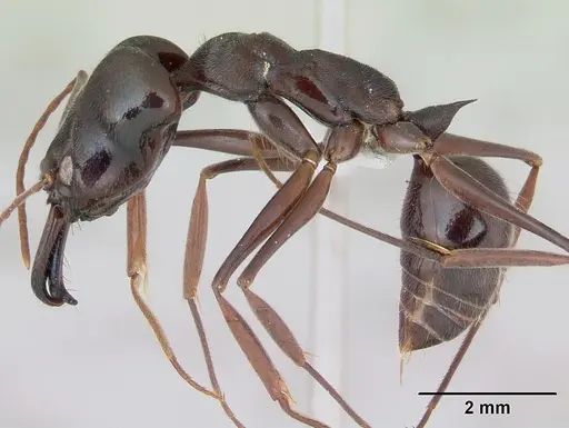 Odontomachus bauri specimen CASENT0173535 image casent0173535_3