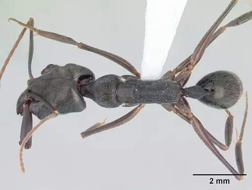 Odontomachus bauri specimen CASENT0178671 image casent0178671_1