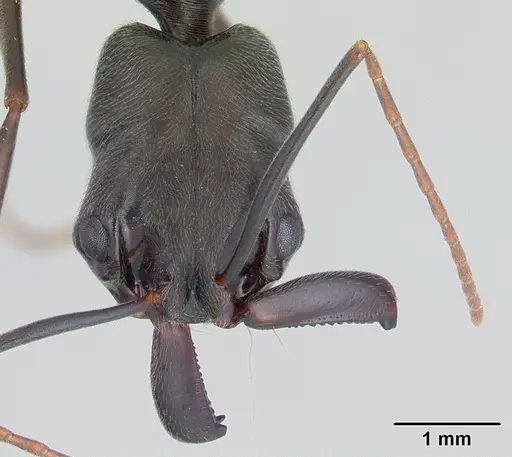 Odontomachus bauri specimen CASENT0178671 image casent0178671_2
