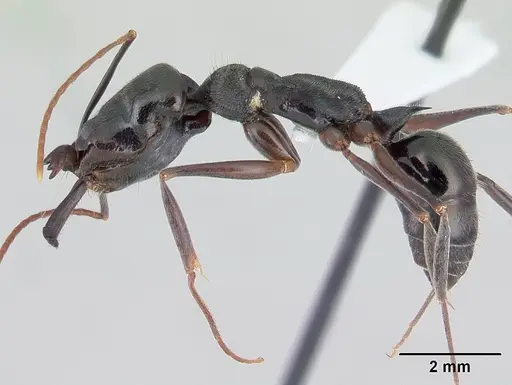 Odontomachus bauri specimen CASENT0178671 image casent0178671_3