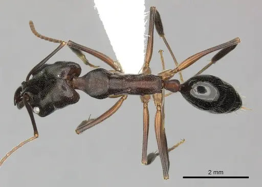 Odontomachus bauri specimen CASENT0270597 image casent0270597_1