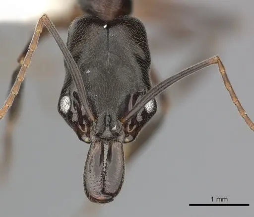 Odontomachus bauri specimen CASENT0270597 image casent0270597_2