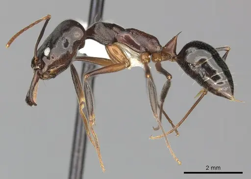 Odontomachus bauri specimen CASENT0270597 image casent0270597_3