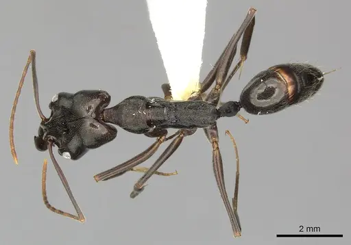 Odontomachus bauri specimen CASENT0270598 image casent0270598_1