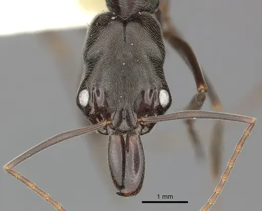 Odontomachus bauri specimen CASENT0270598 image casent0270598_2