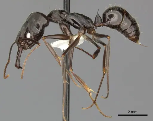 Odontomachus bauri specimen CASENT0270598 image casent0270598_3