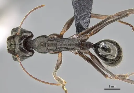 Odontomachus bauri specimen CASENT0318519 image casent0318519_1