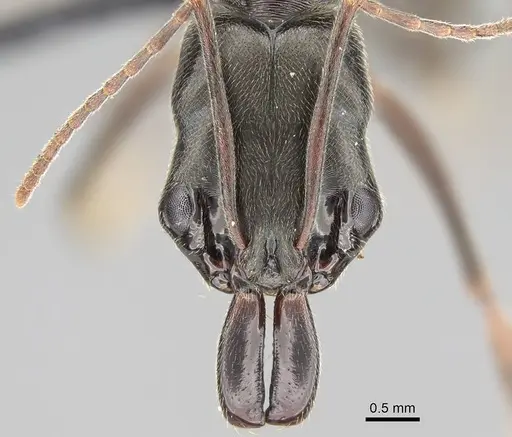 Odontomachus bauri specimen CASENT0318519 image casent0318519_2