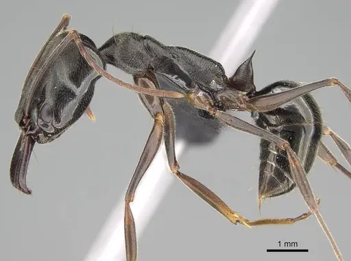 Odontomachus bauri specimen CASENT0318519 image casent0318519_3
