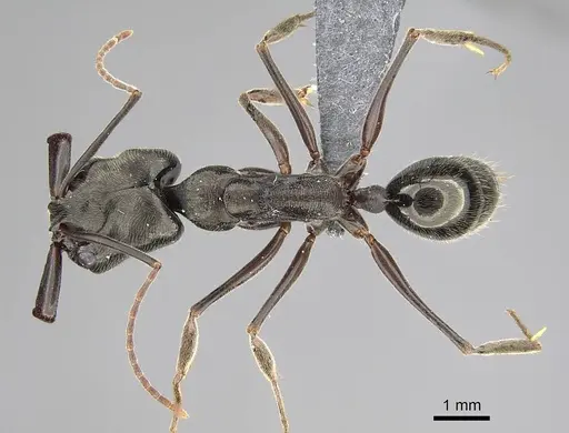 Odontomachus bauri specimen CASENT0729162 image casent0729162_1