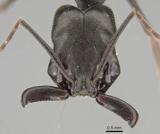 Odontomachus bauri specimen CASENT0729162 image casent0729162_2