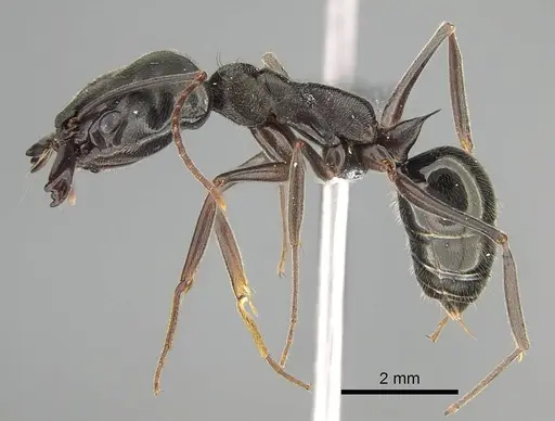 Odontomachus bauri specimen CASENT0729162 image casent0729162_3