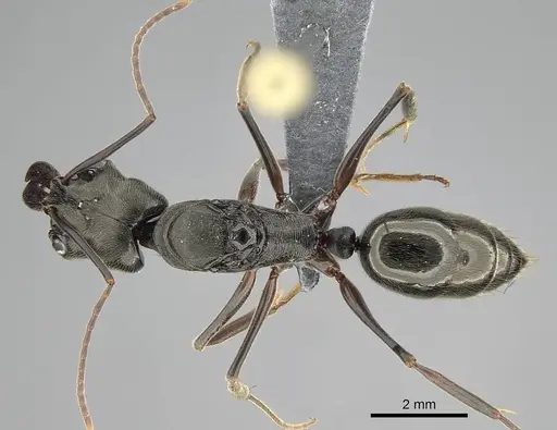 Odontomachus bauri specimen CASENT0729195 image casent0729195_1