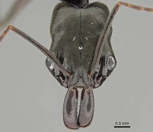 Odontomachus bauri specimen CASENT0729195 image casent0729195_2