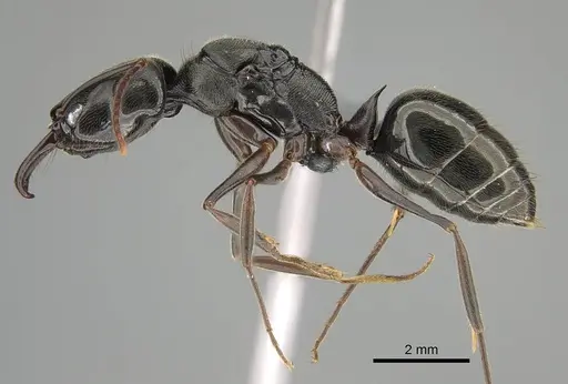 Odontomachus bauri specimen CASENT0729195 image casent0729195_3