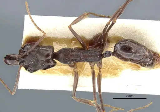 Odontomachus bauri specimen CASENT0904010 image casent0904010_1
