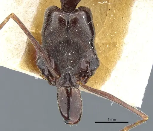 Odontomachus bauri specimen CASENT0904010 image casent0904010_2