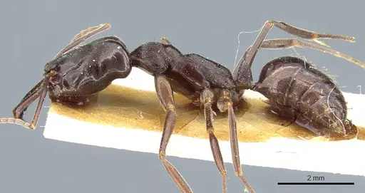 Odontomachus bauri specimen CASENT0904010 image casent0904010_3