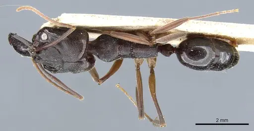 Odontomachus bauri specimen CASENT0904011 image casent0904011_1