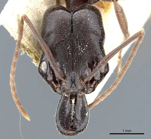 Odontomachus bauri specimen CASENT0904011 image casent0904011_2