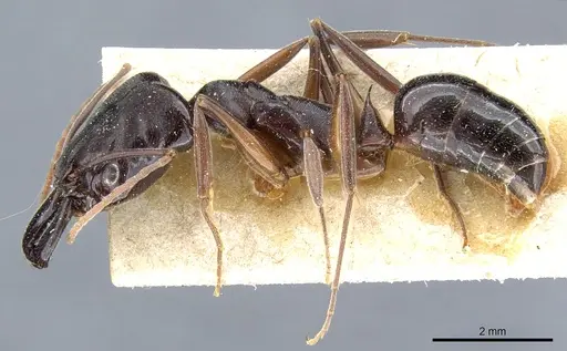 Odontomachus bauri specimen CASENT0904011 image casent0904011_3